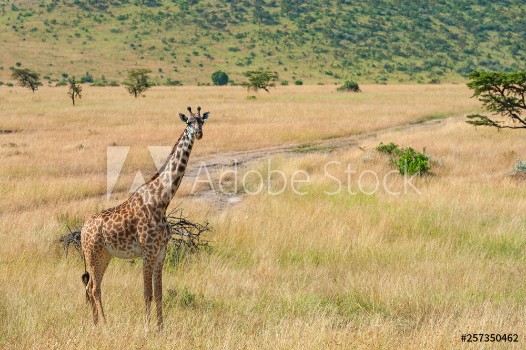 Picture of Giraffe in National park of Kenya